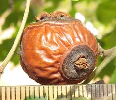 Coniodictyum chevalieri