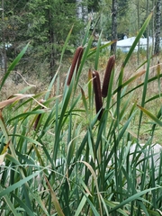 Typha latifolia