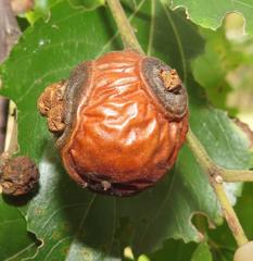 Coniodictyum chevalieri