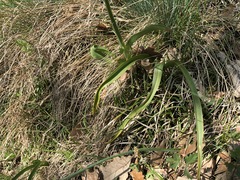 Colchicum bulbocodium