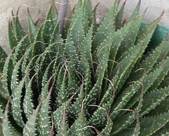 Aristaloe