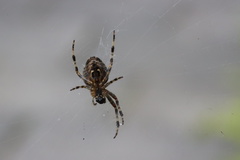 Araneus diadematus