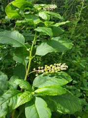 Phytolacca americana