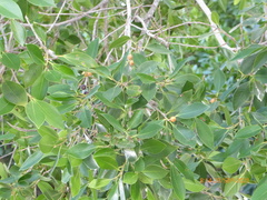 Ficus palmata