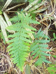 Tectaria subsageniacea