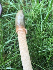 Phallus rugulosus