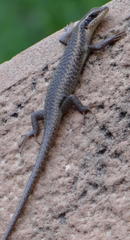 Trachylepis spilogaster