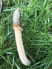 Phallus rugulosus