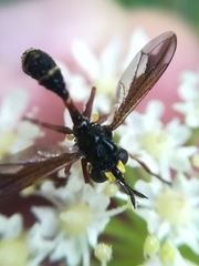 Physocephala rufipes
