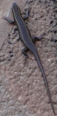 Trachylepis spilogaster