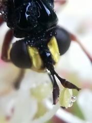 Physocephala rufipes