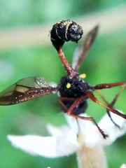 Physocephala rufipes