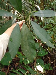 Rauvolfia javanica