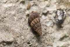 Cochlostoma septemspirale