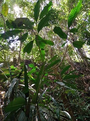 Rauvolfia javanica
