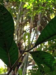 Rauvolfia javanica