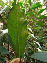 Rauvolfia javanica