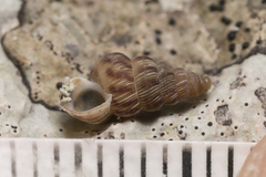 Cochlostoma septemspirale