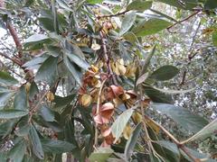 Combretum erythrophyllum