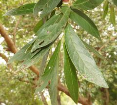 Combretum erythrophyllum