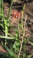 Cyrtanthus angustifolius