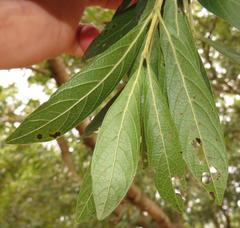 Combretum erythrophyllum