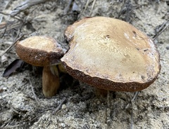 Tylopilus rhodoconius