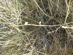 Ephedra foeminea