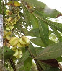 Combretum erythrophyllum