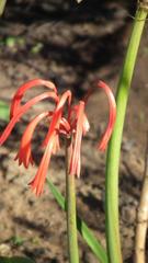 Cyrtanthus angustifolius