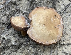 Tylopilus rhodoconius