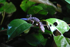 Cyrtodactylus zebraicus