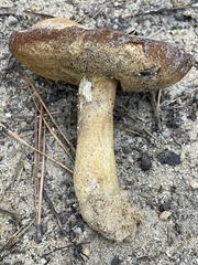 Tylopilus rhodoconius