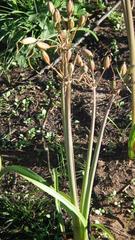 Cyrtanthus angustifolius