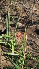 Cyrtanthus angustifolius