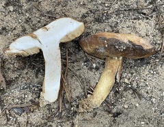 Tylopilus rhodoconius
