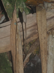 Didymoplexis pallens