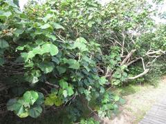 Hibiscus tiliaceus tiliaceus