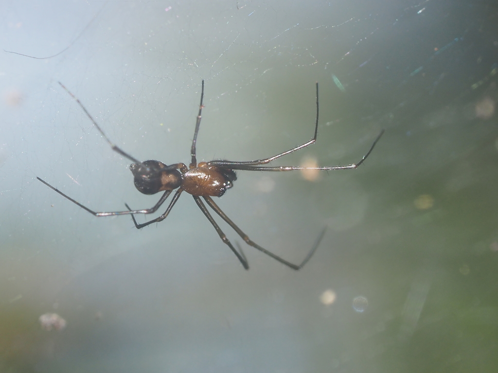 Neriene sundaica