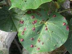 Hibiscus tiliaceus tiliaceus
