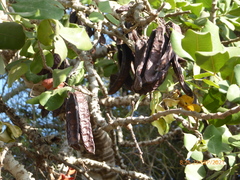 Ceratonia siliqua