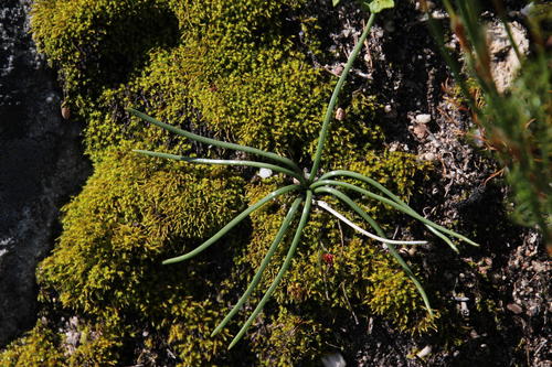 Drimia convallarioides
