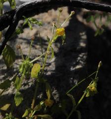Hemimeris sabulosa