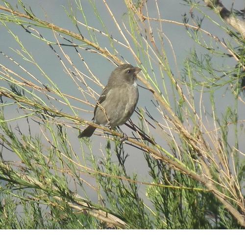 Protea Canary (Crithagra leucoptera), photo 7