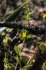 Hemimeris sabulosa