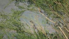 Crithagra leucoptera