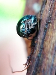 Apteropeda