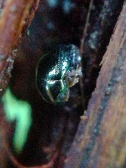Apteropeda