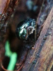 Apteropeda
