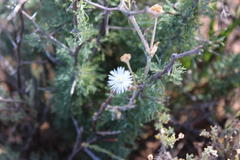 Trichodiadema